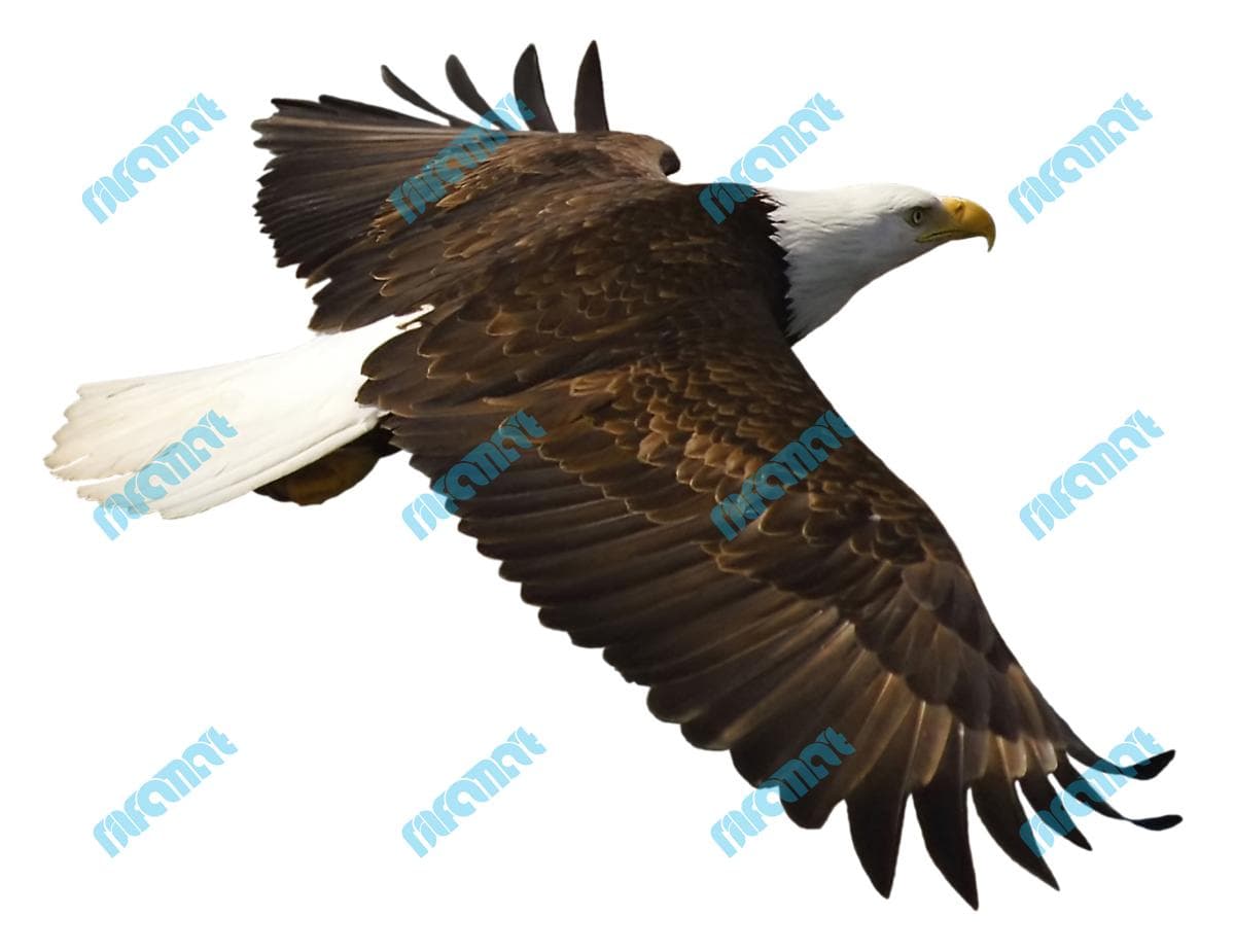 دانلود رایگان عکس عقاب در حال پرواز | نیلفام آرت