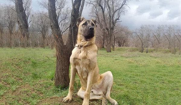 دانلود مجموعه حیوانات وکتور - صورت