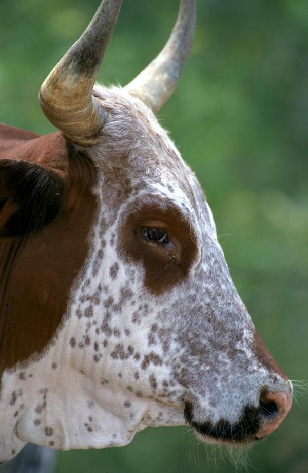 عکس کلوزآپ زیبا از صورت بوفالو