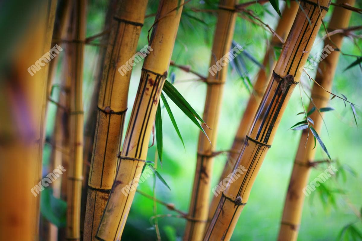 دانلود رایگان بامبو | نیلفام آرت