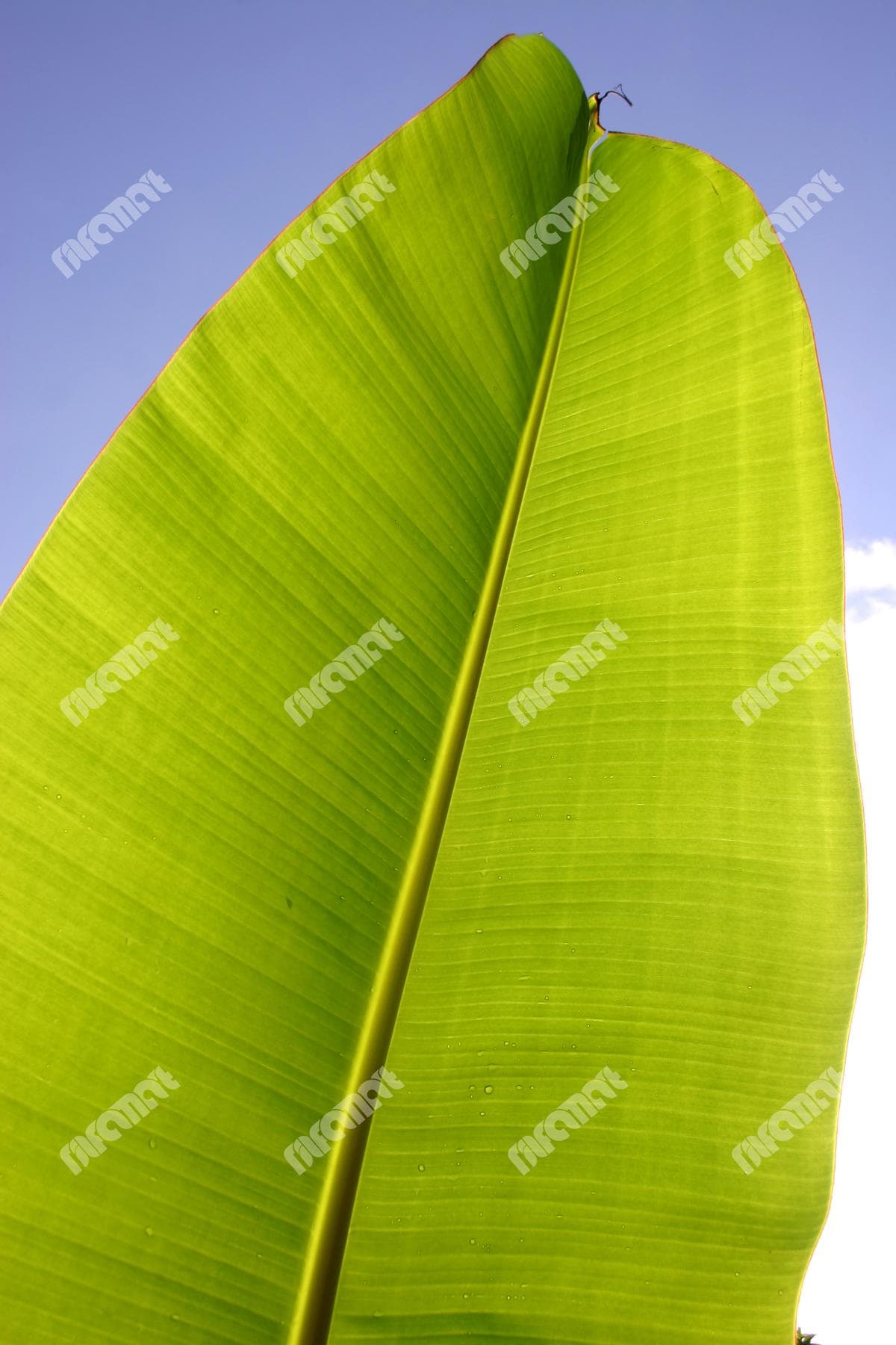 بافت برگ | نیلفام آرت