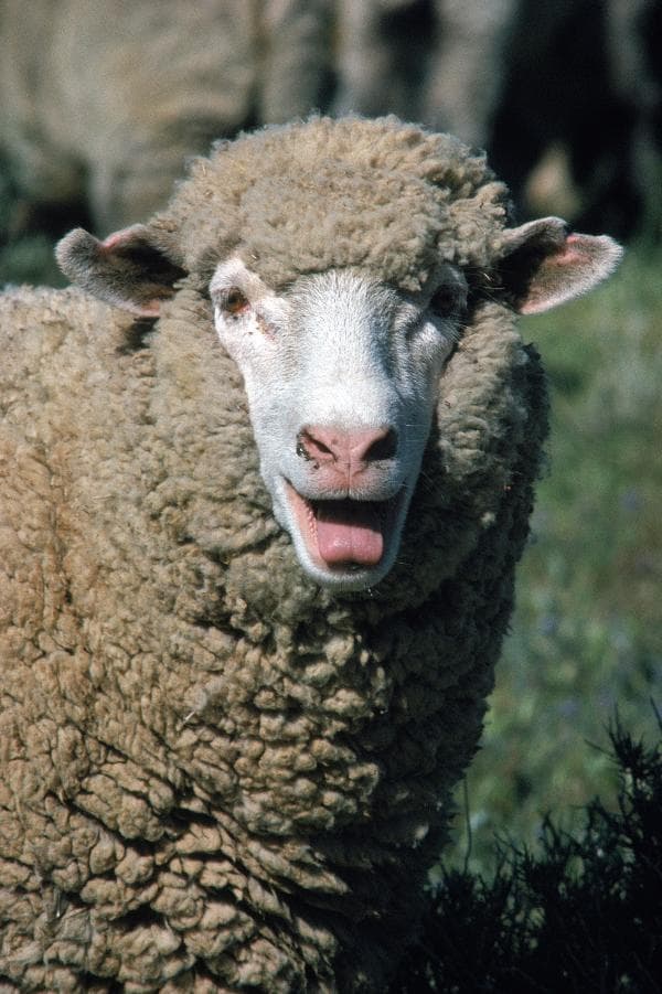 تصویر با کیفیت از گوسفند پشمالو