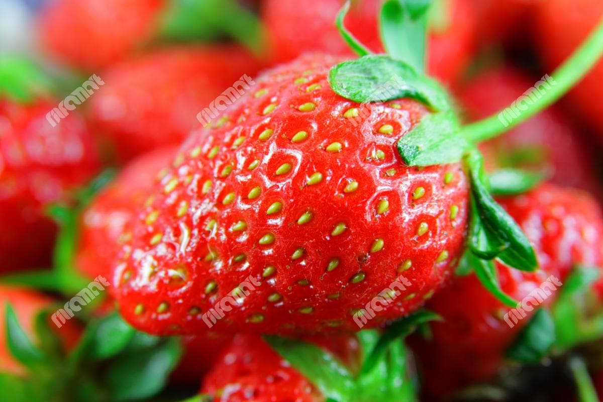 دانلود رایگان عکس توت فرنگی ها با طراوت و تبلیغاتی | نیلفام آرت