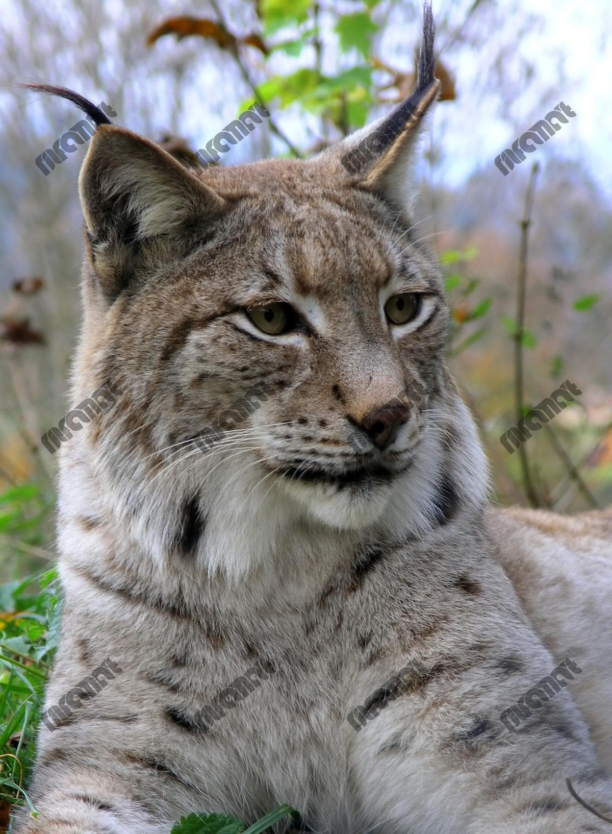 دانلود عکس های با کیفیت و دقیق از گربه سیاهگوش برای طراحی و محتوای طبیعی | نیلفام آرت