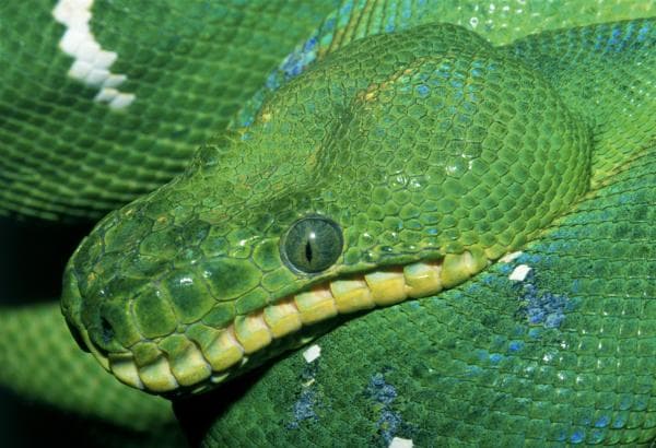 عکس مار سبز با کیفیت بالا