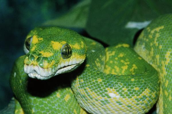 دانلود عکس مار سبز