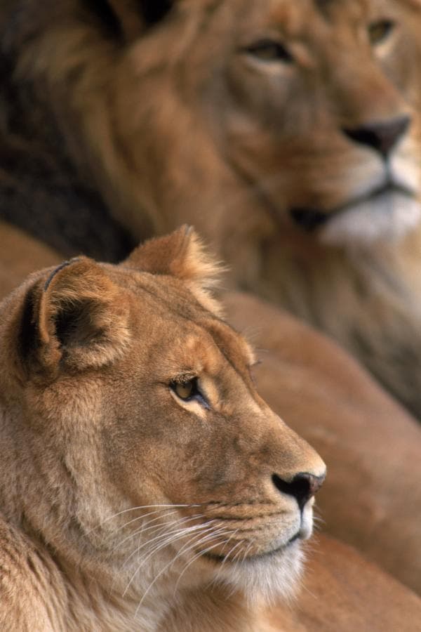 عکس رایگان شیر جنگل