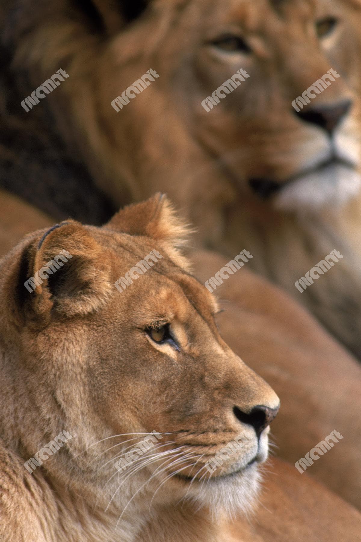 عکس رایگان شیر جنگل | نیلفام آرت