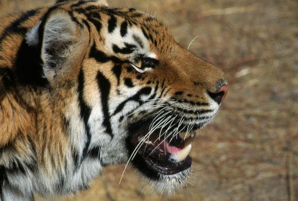 دانلود رایگان عکس ببر