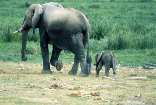 دانلود رایگان عکس خانواده فیل های آفریقایی در حال قدم زدن