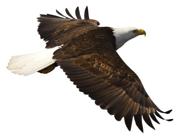 دانلود رایگان عکس عقاب در حال پرواز