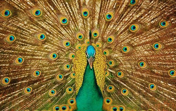 دانلود رایگان تصویر طاووس نر