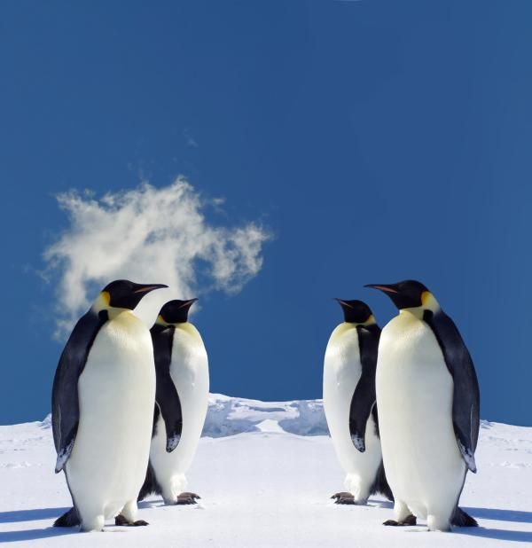 دانلود رایگان عکس پنگوئن ها در قطب